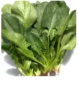 こだわりの23種